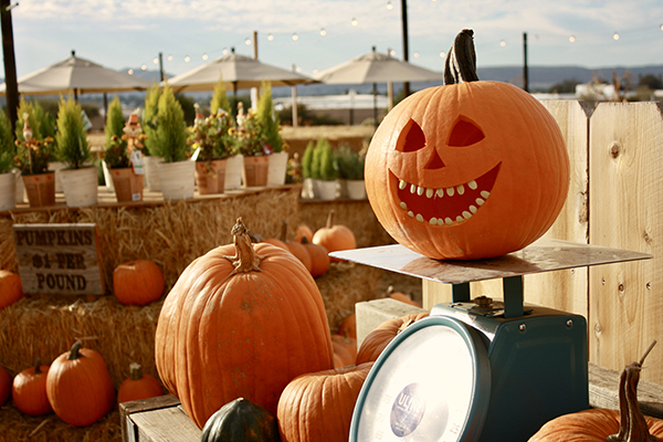 Family Christmas Tree Farm