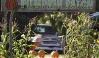 Pumpkin Patch at Summers Past Farms