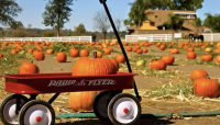 Mountain Valley Ranch Pumpkin Patch