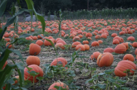 Pumpkin Patch at Bates Nut Farm