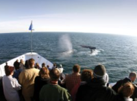 Whale & Dolphin Watching Adventure Cruises