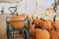 Carlsbad Pumpkin Patch & Fall Festival