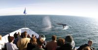 Whale & Dolphin Watching Cruises