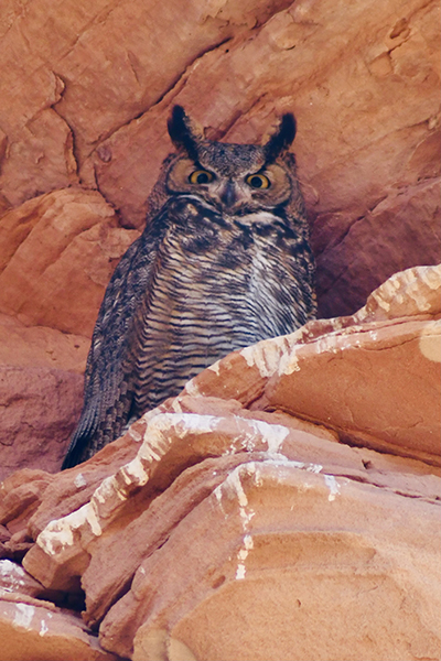 Owl Canyon, Page AZ