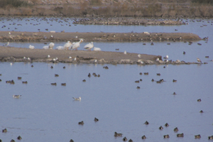 Salton Sea Ducks